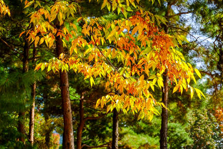 Autumn in South Korea colorful of Ginkgo Tree and Maple Tree at Seoul forest park ,South Korea.の写真素材