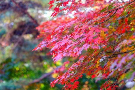 Red maple leaves in autumn season with bokeh background taken from south korea.の写真素材
