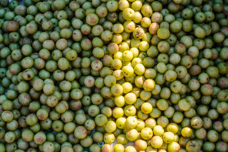 Indian gooseberry (Phyllanthus emblica), Malacca tree, or amla fruit. Emblic fruits for sale in the market.の写真素材