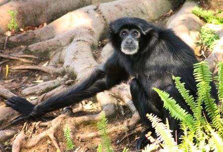 a small siamang monkey at the zooの写真素材