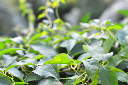 Green leaves close-up, beautiful bokehの写真素材