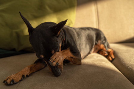 Miniature pinscher, black and tan, lying on the couch rubbing his muzzle with his pawの写真素材