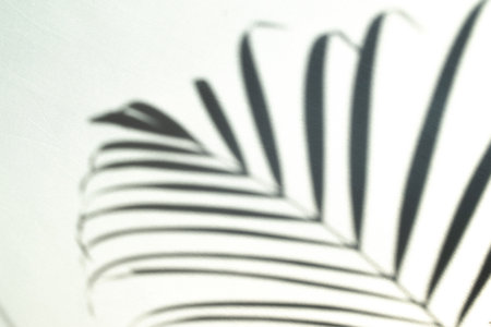 Minimalistic shadow of a palm branch on a white background