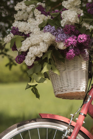 White basket with lilacs on a pink retro bike in the park, close-upの写真素材