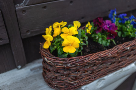 Beautiful bright heartsease pansies flowers in vibrant purple, violet, and yellow color in a long flower pot, spring beautiful balcony flowers closeupの写真素材