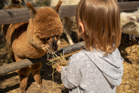 brown curly alpaca looks over a wooden fence in a farm. hand feeding alpacaの写真素材