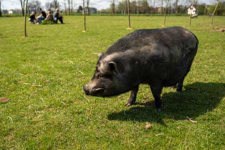 Portrait of a black pig, single animal in a small farm. Adult black pig with fangs on a free grazing.の写真素材