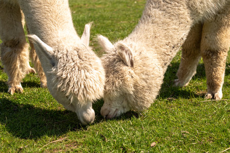 White alpaca free-range on a farm, on green grass. cute curly alpacaの写真素材