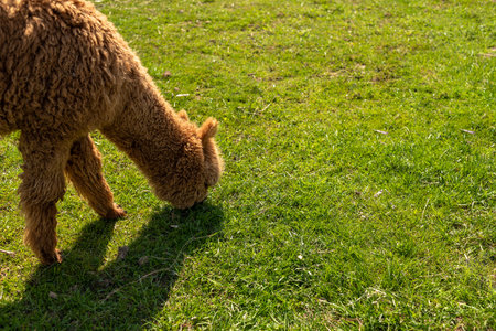Brown alpaca free-range on a farm, on green grass. cute curly alpacaの写真素材