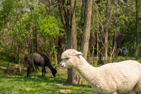 White alpaca free-range on a farm, on green grass. cute curly alpacaの写真素材