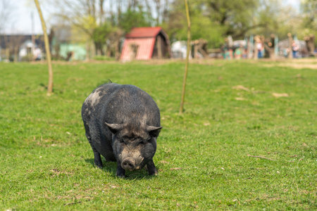 Portrait of a black pig, single animal in a small farm. Adult black pig with fangs on a free grazing.の写真素材