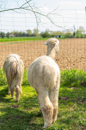 White alpaca free-range on a farm, on green grass. cute curly alpacaの写真素材