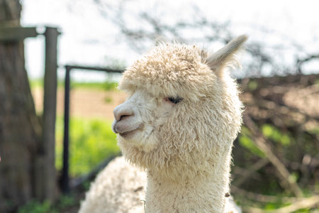 White alpaca free-range on a farm, on green grass. cute curly alpacaの写真素材