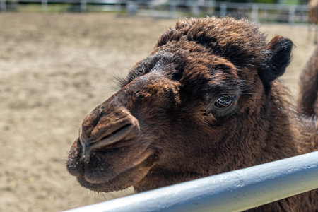 A one-humped camel in a paddock, stretching its neck at the viewer. Close-up portrait of a camel....