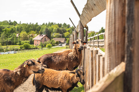 Red sheep on the grass in the paddock. Three sheep on free grazing. cute curly sheepの写真素材