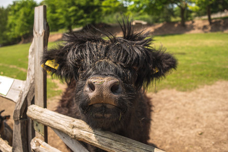 A highland Scottish cow on a farm. A black shaggy Scottish bull. Young Scottish cowの写真素材