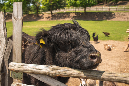 A highland Scottish cow on a farm. A black shaggy Scottish bull. Young Scottish cowの写真素材