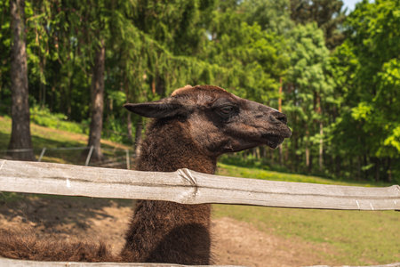 A brown llama on a farm. A close-up portrait of a brown llama. Big attentive eyes of a llamaの写真素材