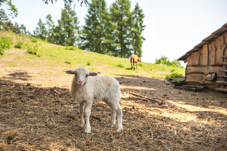 A cute white kid stands on a farm in a pasture. A kid grazing in a meadowの写真素材