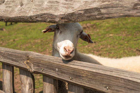 A white goat looks out from behind the fence, a close-up portrait of a goat. Horned head of a white goatの写真素材