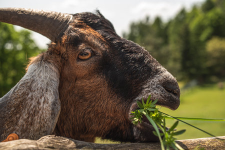 Close up of a goat eating grass. A goat with a flower in its mouth. Goat chews grass on a farm...