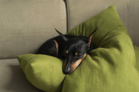 Miniature pincher lies on the sofa on green pillow soft beige background, portrait of a dog. The dog is restingの写真素材