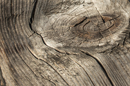 The structure of the old wooden covering. Gray wooden floor. Cracked grunge background