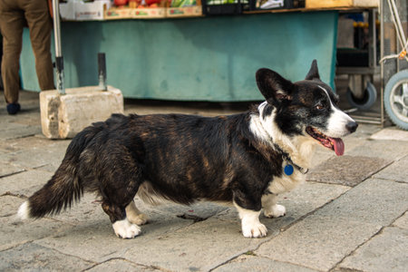 An old dog at the vegetable market is waiting for the owner. A dog at a street market. Cute lonely dogの写真素材