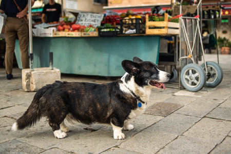 An old dog at the vegetable market is waiting for the owner. A dog at a street market. Cute lonely dogの写真素材