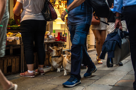 Two Welsh Corgi dogs at the market watch as the owner makes purchases. Two dogs among peopleの写真素材