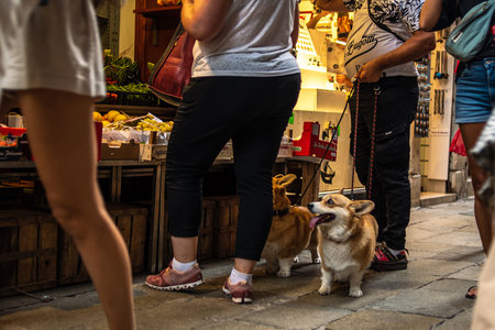 Two Welsh Corgi dogs at the market watch as the owner makes purchases. Two dogs among peopleの写真素材