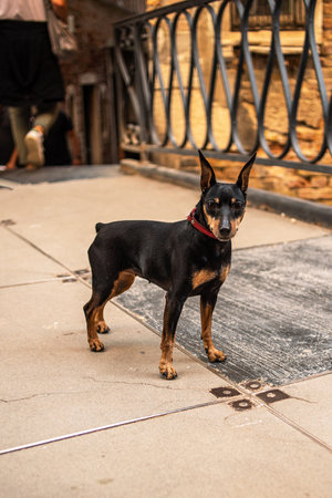 A miniature pinscher breed dog in the city. Zwergpinscher on the bridge. Dwarf pinscher close-upの写真素材