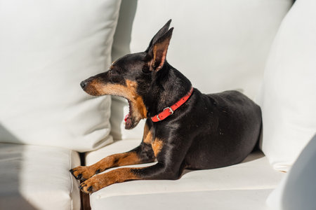 A miniature pinscher dog lies in the sun on white pillows and yawns. Cute zwergpinscher yawns and...
