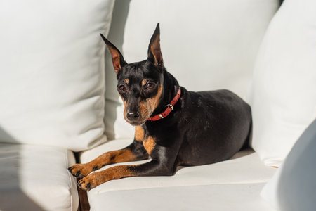 A miniature pinscher dog lies in the sun on white pillows and looks at the camera. Cute zwergpinscher is black and tan.の写真素材