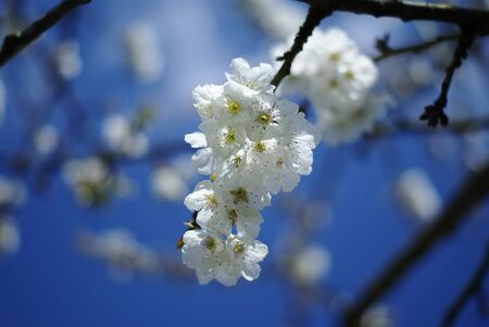 white flowers branchの写真素材