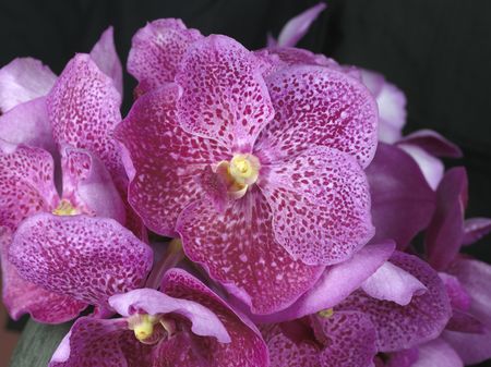 Bouquet of orchid (large format photography)