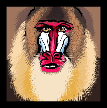 Portrait of a mandrill primate vector illustrationのイラスト素材