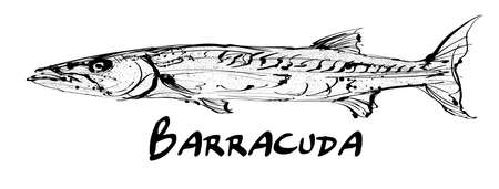 Drawing of a single barracuda fish on white background - vector illustrationのイラスト素材