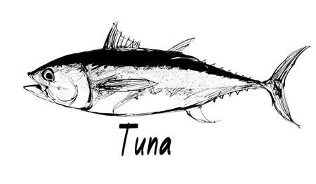 Drawing of a tuna fish isolated on white - vector illustrationのイラスト素材