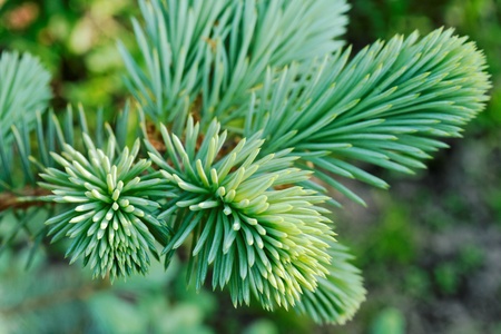 A young branch of the blue spruce (Picea pungens)