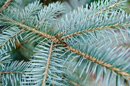 Young branch of the blue spruce with a lot of needles