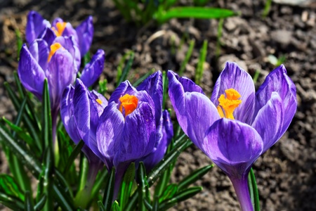 Three purple crocus flowers in springの写真素材