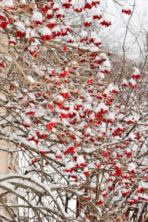 Multitude of the ripe snowball berriesの写真素材