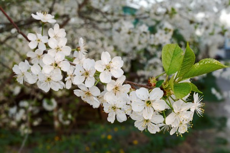 Blooming branch of the cherry tree in spring garden