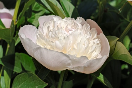 Big flower of the pink peony in gardenの写真素材