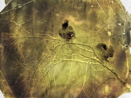 Vintage paper textures old photo postcard. Spring starlings. 