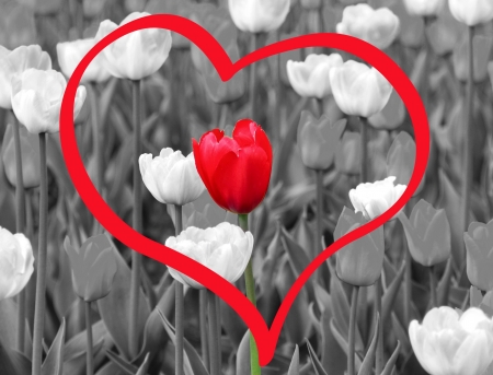 red spring tulipの写真素材