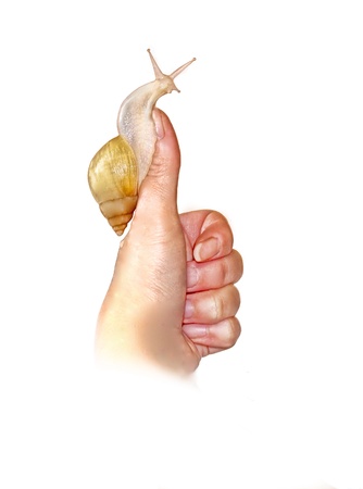 funny snail sitting on his thumb on a white backgroundの写真素材