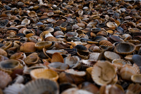 Thousands of shells lying around on the beach near Cape d'Agde, Franceの写真素材