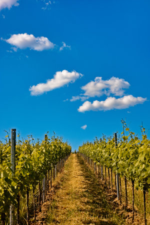 Clouds above vineyard in Gleiszellen, Germanyの写真素材